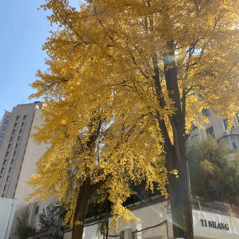 《婚婚逢她》短剧全集在线观看-爆款短剧《婚婚逢她》1080P高清免费播放-无删减完整版资源网盘下载-海城豪门苏家与傅家商业联姻剧情